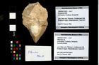 Foto (Objekt + Etikett) von Pithonoton sp.  (NHMW-GEO-1990-0041-3222)
